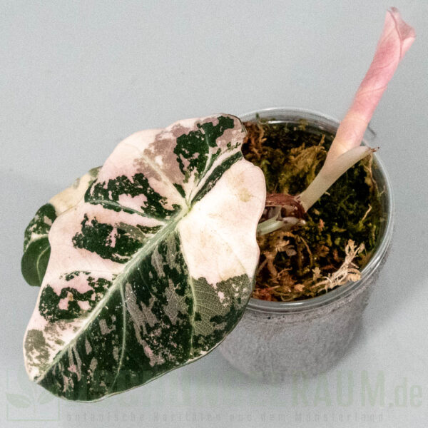 Alocasia black velvet pink variegata