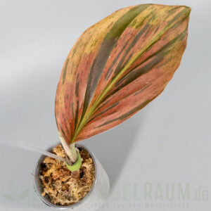 Kaempferia pulchra variegata
