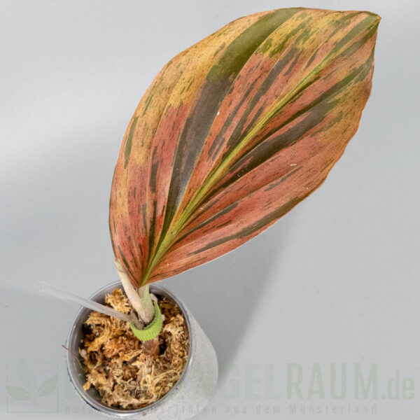 Kaempferia pulchra variegata