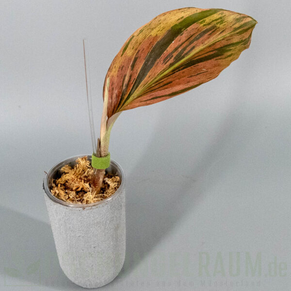 Kaempferia pulchra variegata