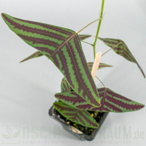Christia obcordata