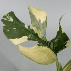 Rhaphidophora tetrasperma albo variegata