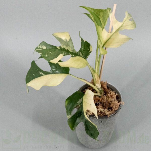 Rhaphidophora tetrasperma albo variegata