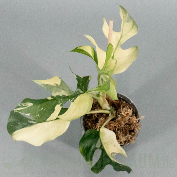 Rhaphidophora tetrasperma albo variegata