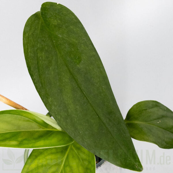 Monstera obliqua Mobot
