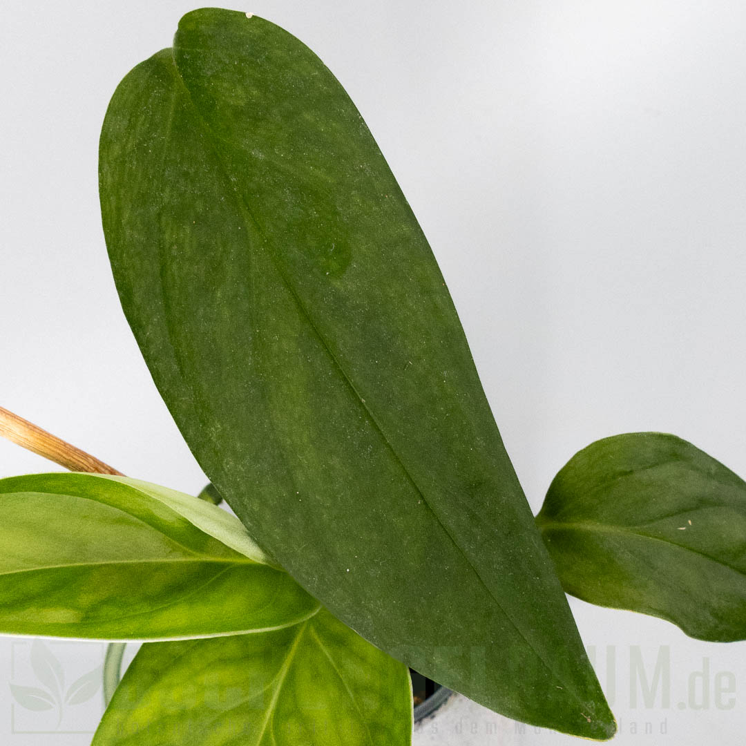 Monstera obliqua Mobot
