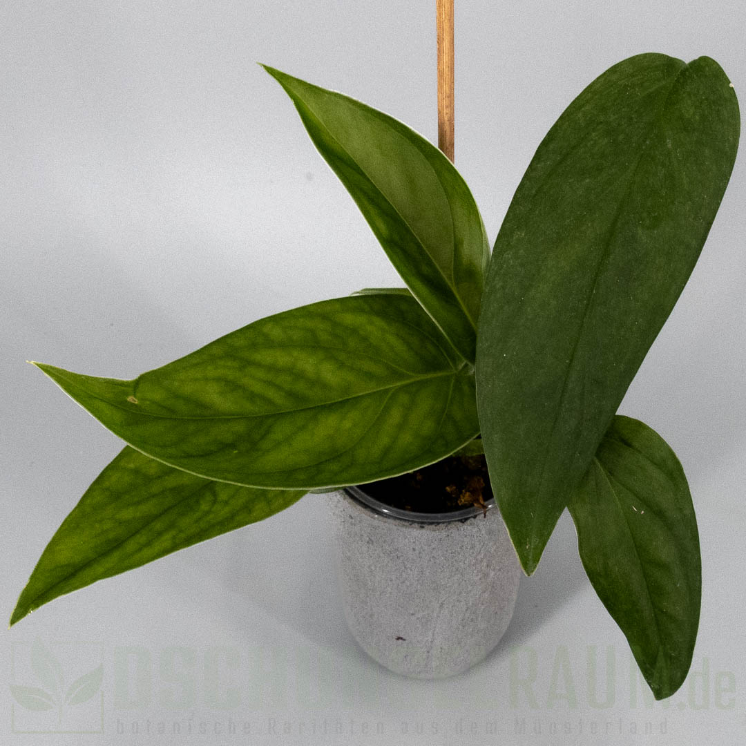 Monstera obliqua Mobot obliqua Mobot