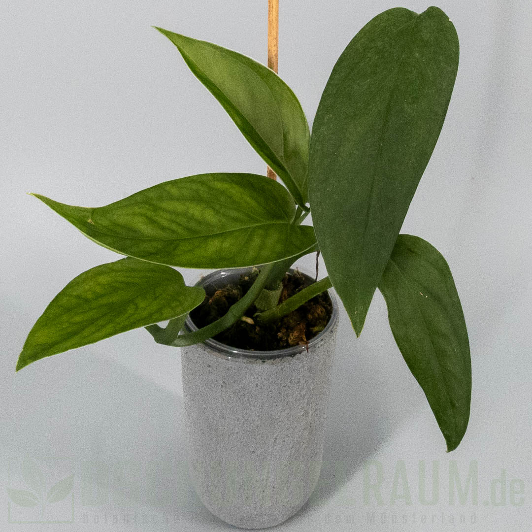 Monstera obliqua Mobot