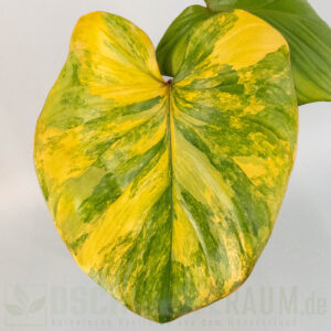 Homalomena rubescens Peach Aurea Variegata