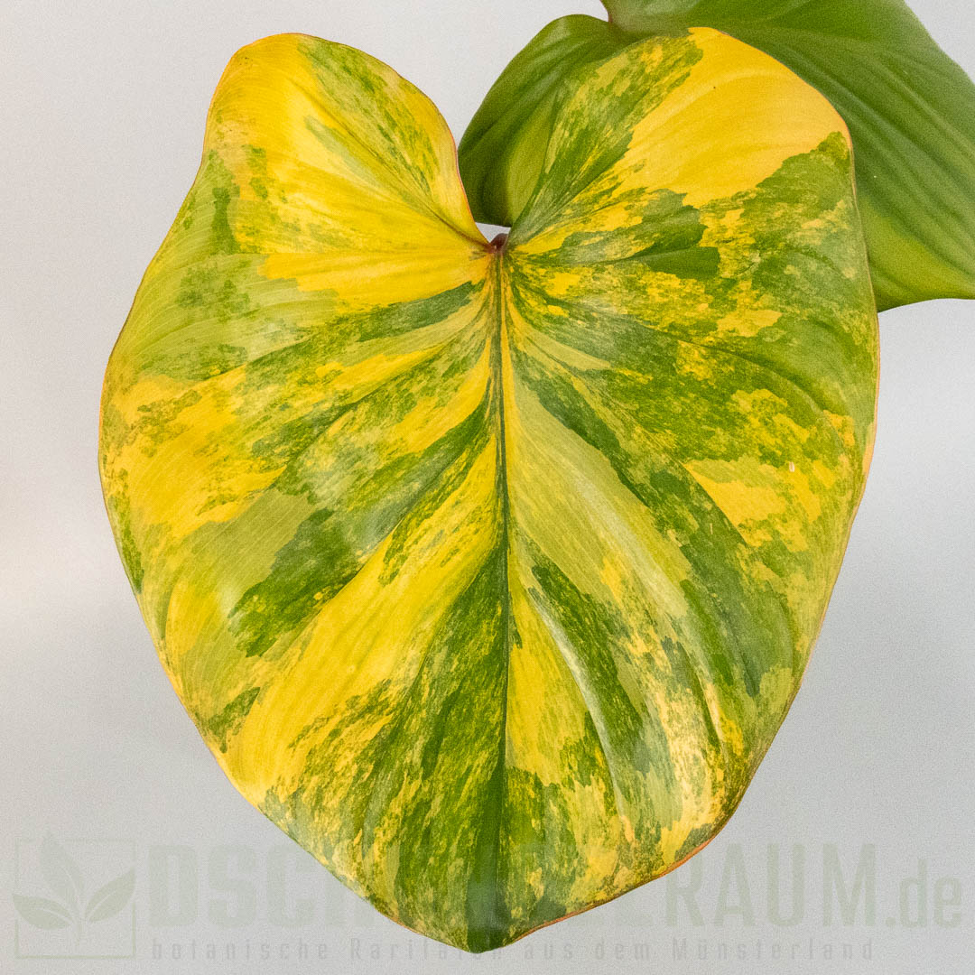 Homalomena rubescens Peach Aurea Variegata