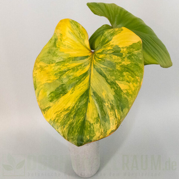 Homalomena rubescens Peach Aurea Variegata