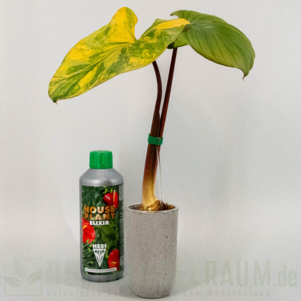 Homalomena rubescens Peach Aurea Variegata