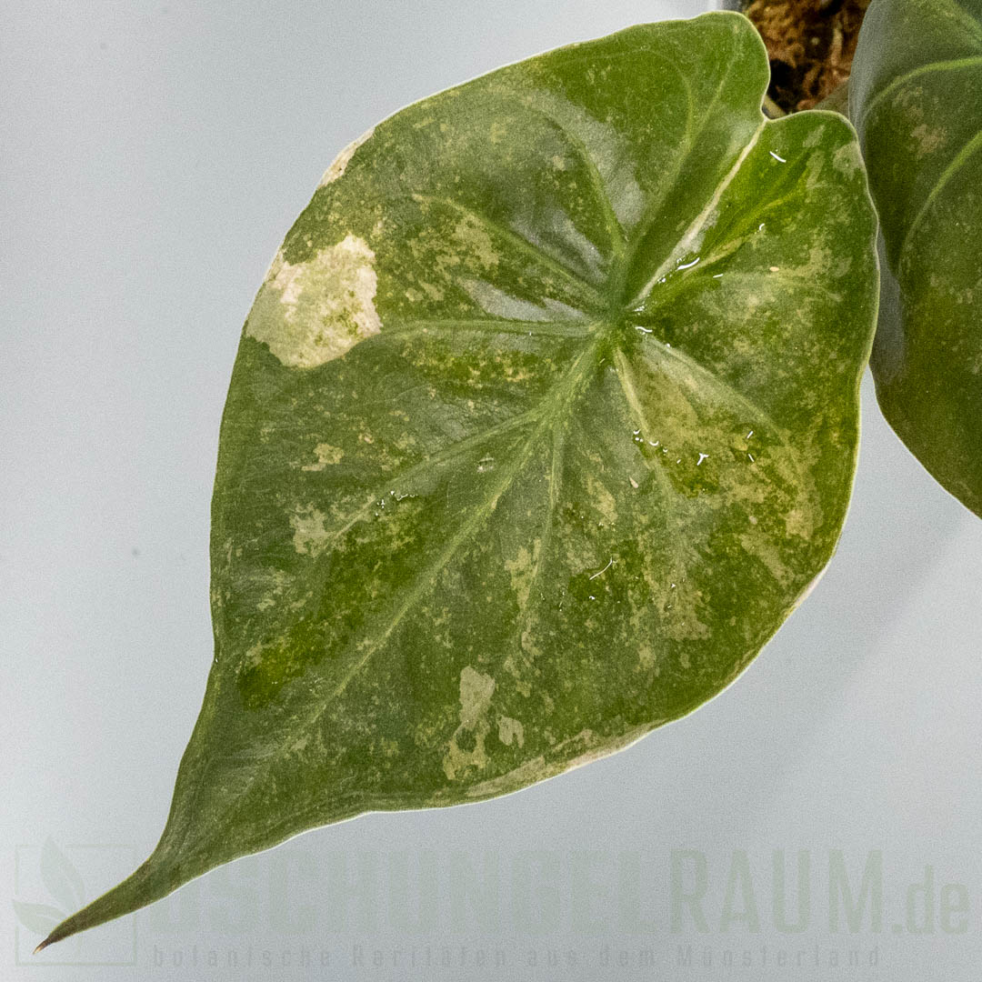 Alocasia wentii aline variegata