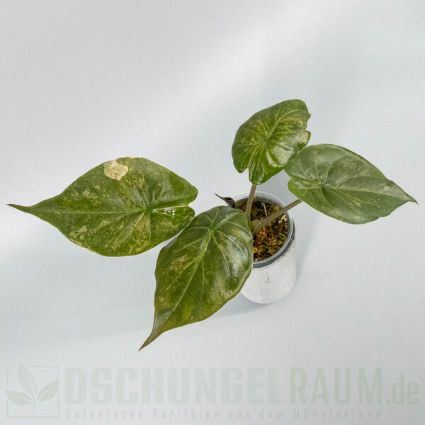 Alocasia wentii aline variegata