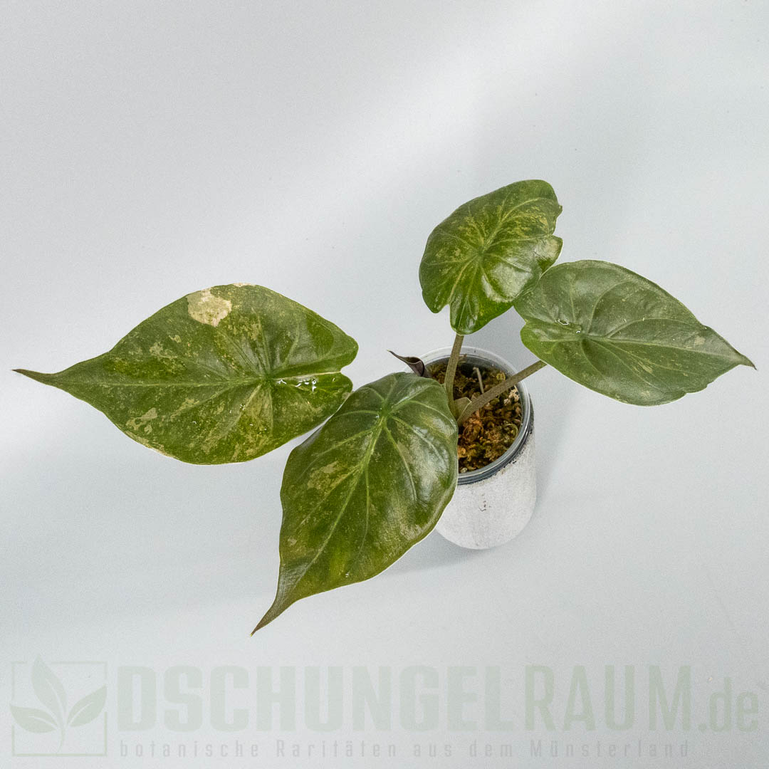 Alocasia wentii aline variegata
