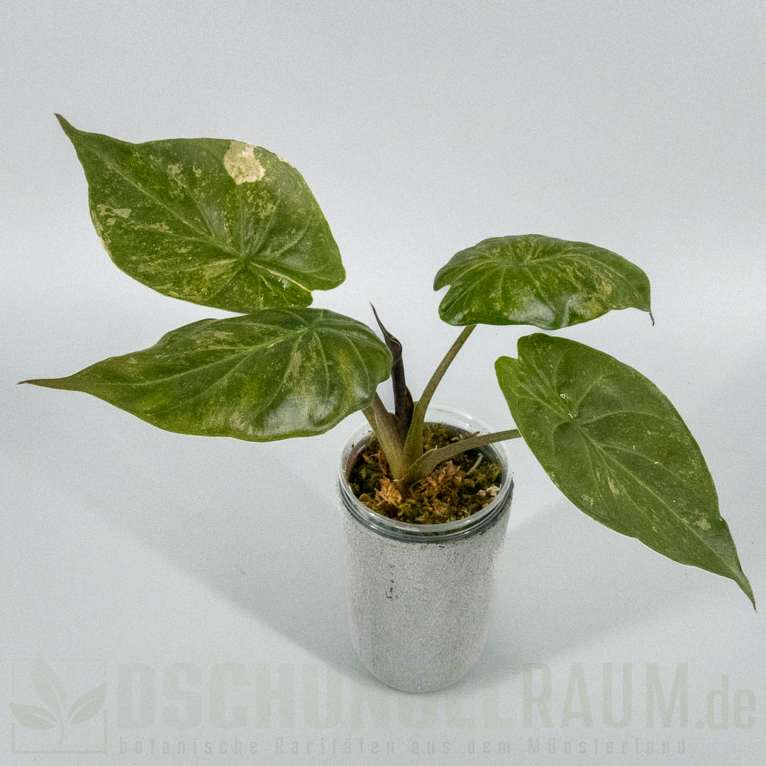Alocasia wentii aline variegata