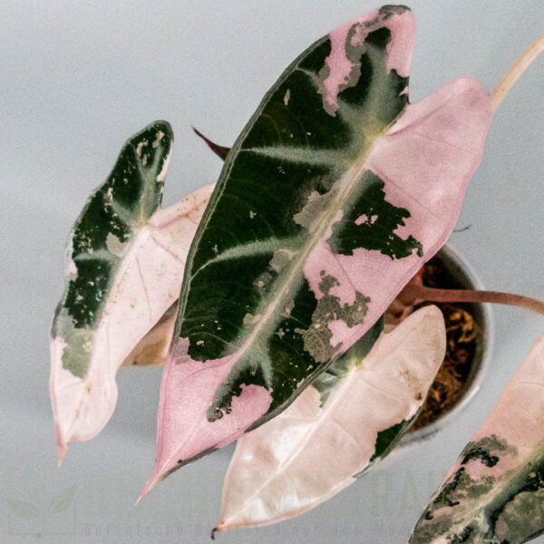 Alocasia bambino pink variegata