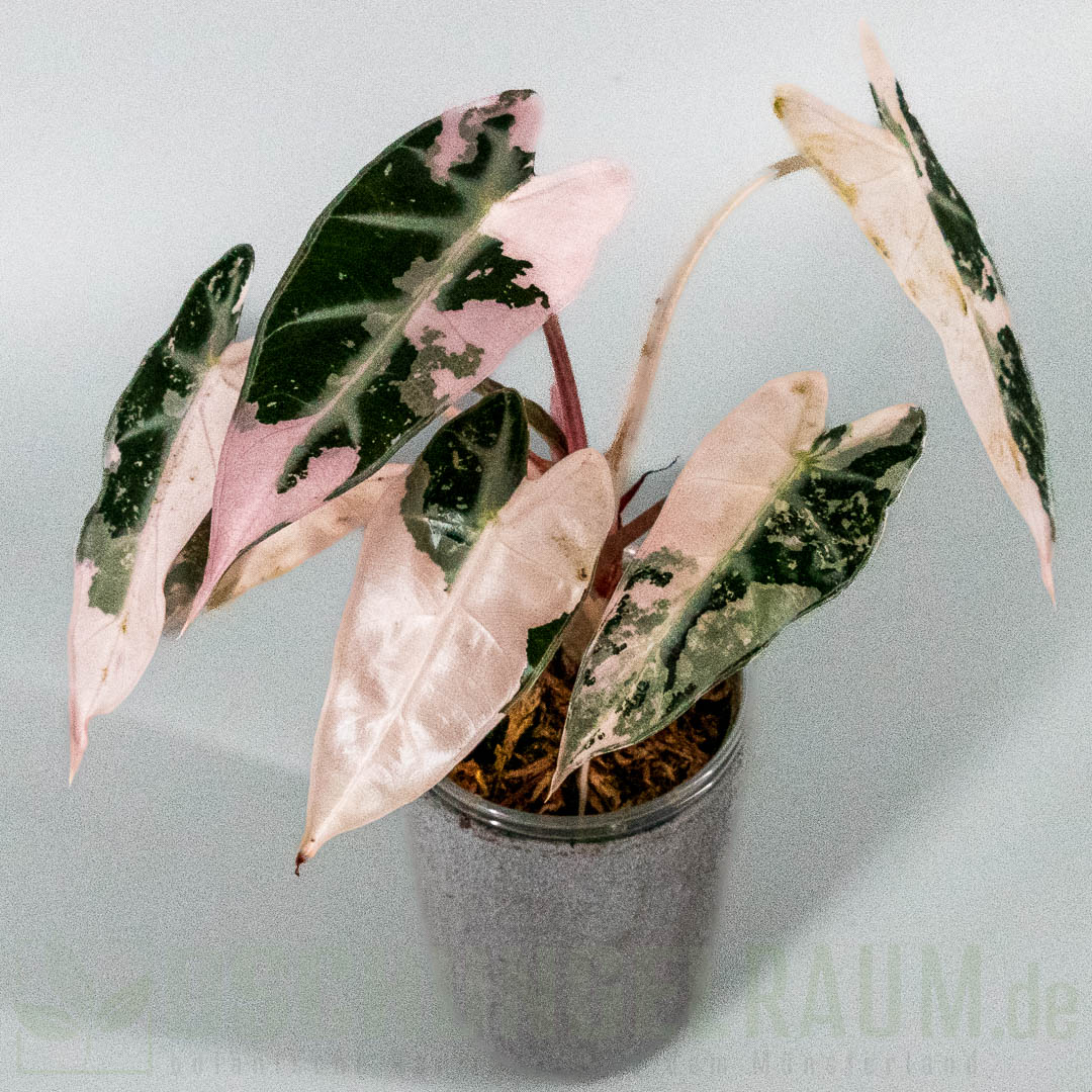 Alocasia bambino pink variegata
