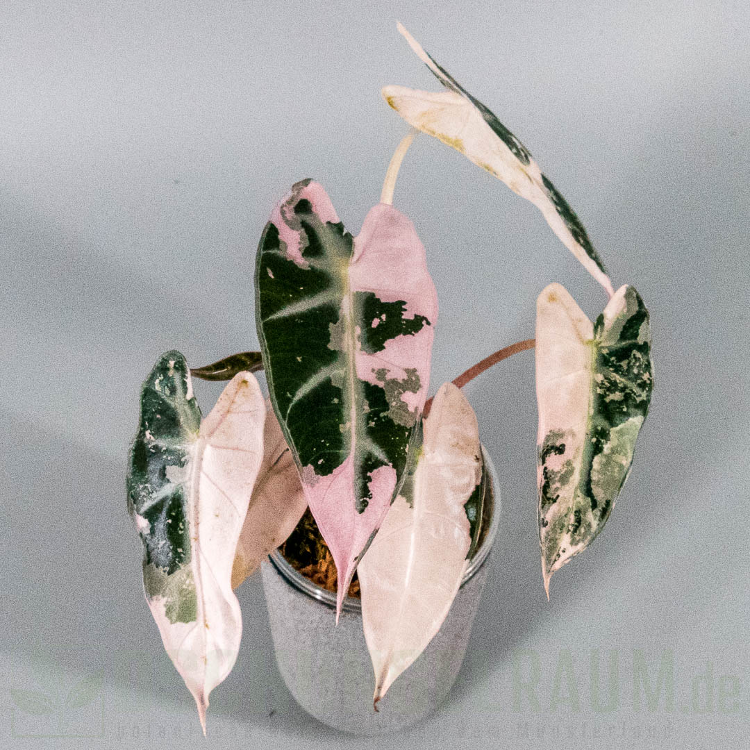 Alocasia bambino pink variegata