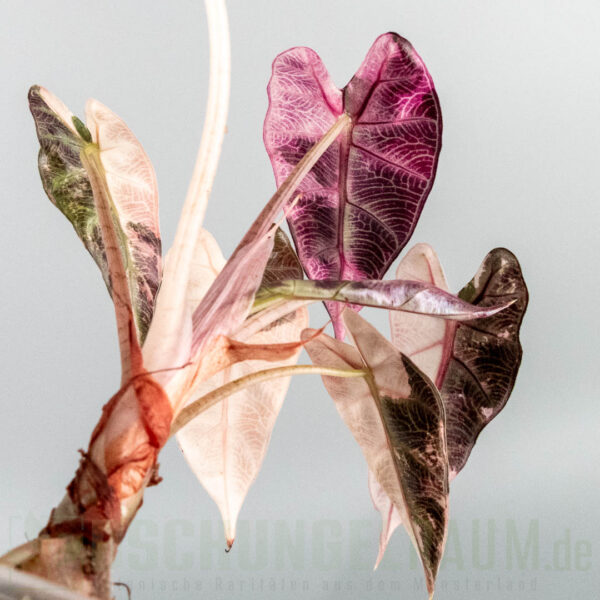 Alocasia bambino pink variegata, high grade #08 – Bild 4