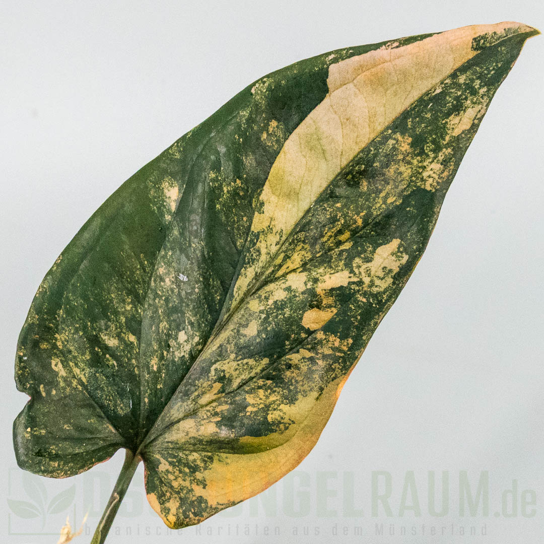 Syngonium red arrow variegata
