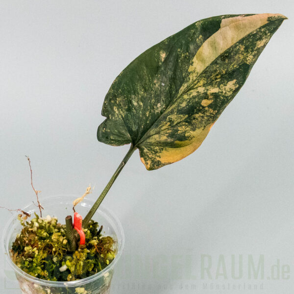 Syngonium red arrow variegata