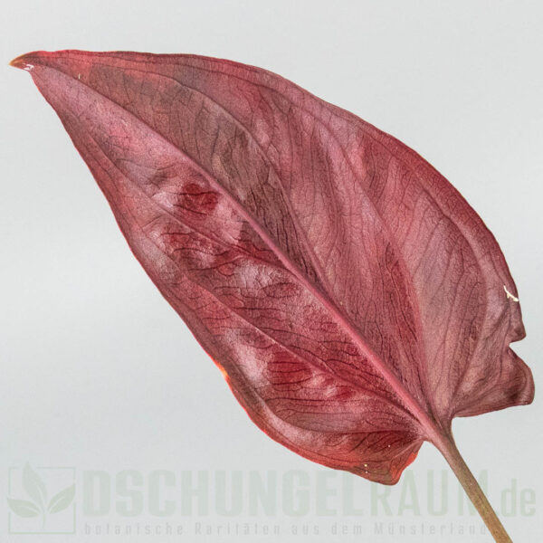 Syngonium red arrow variegata