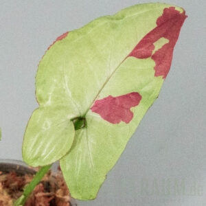 Syngonium raspberry variegata