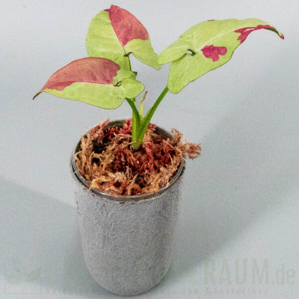 Syngonium raspberry variegata