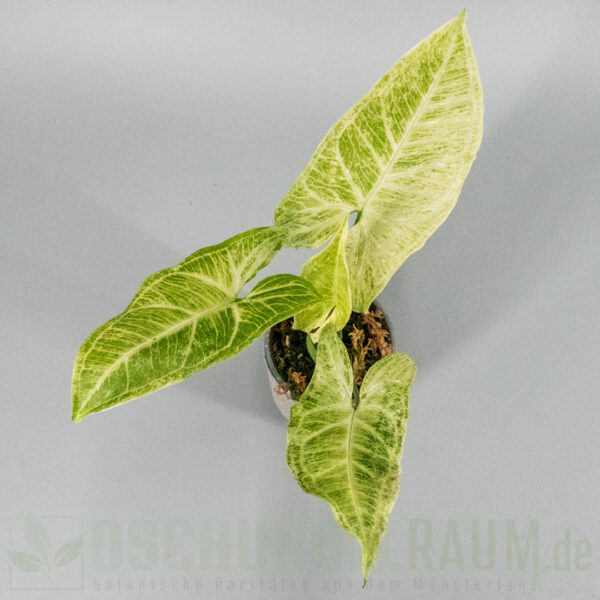 Syngonium batik mint variegata