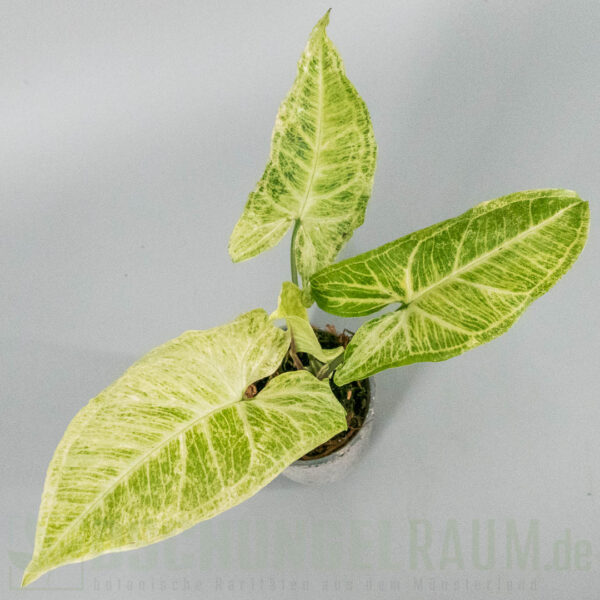 Syngonium batik mint variegata