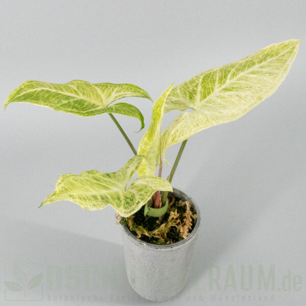 Syngonium batik mint variegata