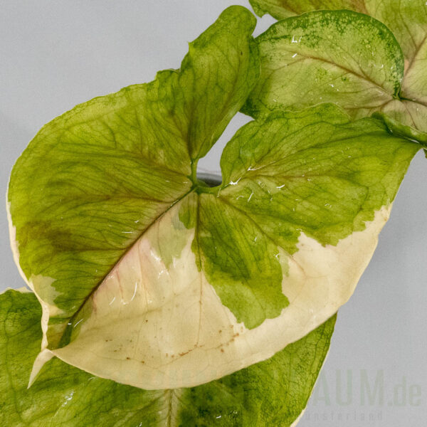Syngonium golden allusion variegata