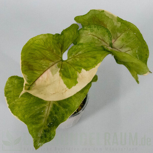 Syngonium golden allusion variegata