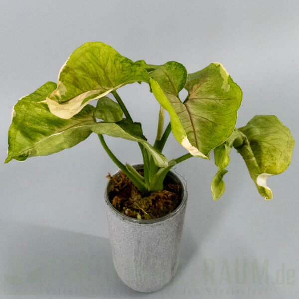 Syngonium golden allusion variegata