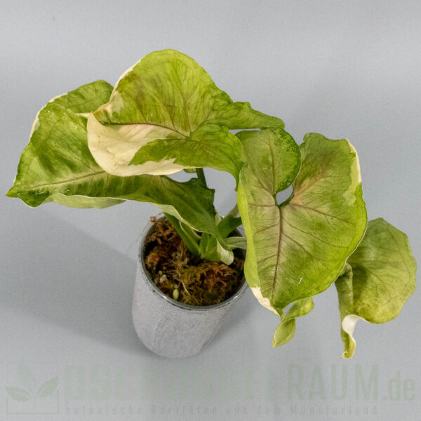 Syngonium golden allusion variegata