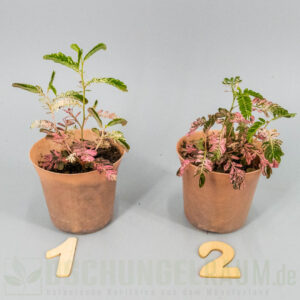 Phyllanthus Urinaria pink Variegata