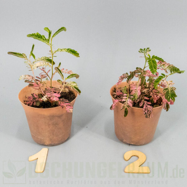 Phyllanthus Urinaria pink Variegata