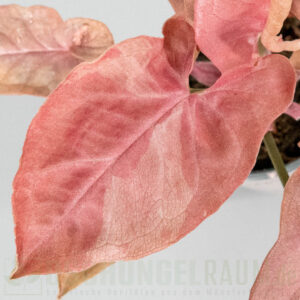 Syngonium red feather pink on pink