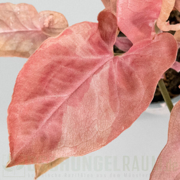 Syngonium red feather pink on pink