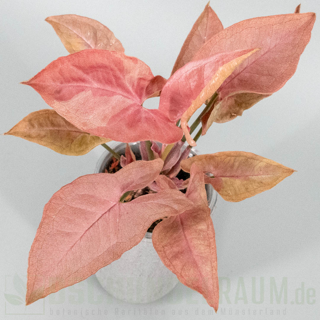 Syngonium red feather pink on pink