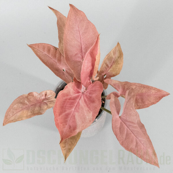 Syngonium red feather pink on pink