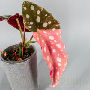 Begonia maculata pink variegata