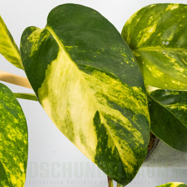 Epipremnum pinnatum aurea sunburst