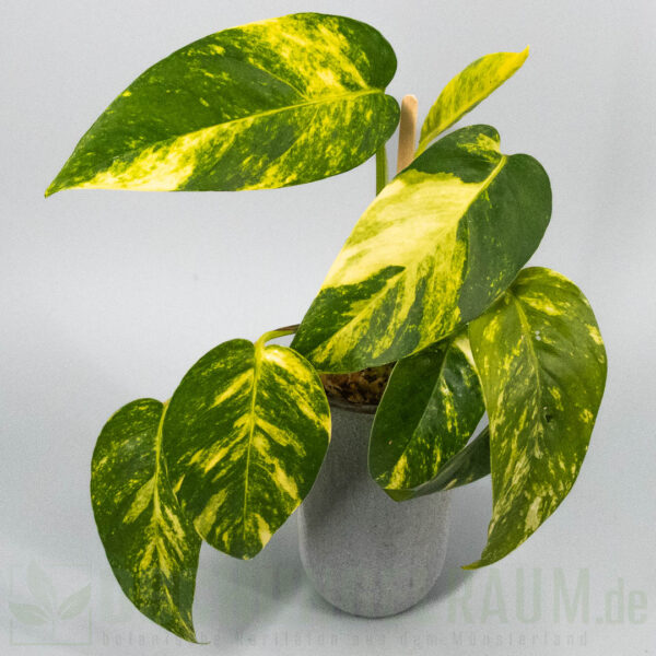 Epipremnum pinnatum aurea sunburst