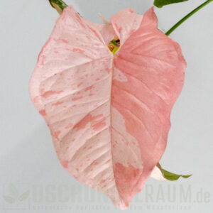 Syngonium pink spot double variegata