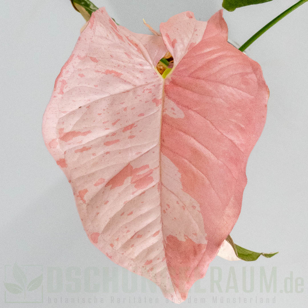 Syngonium pink spot double variegata