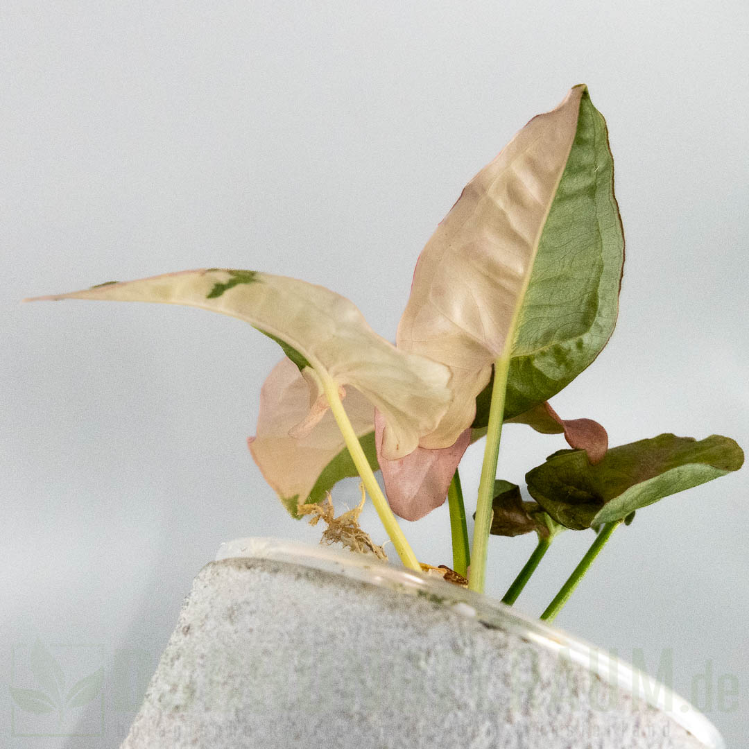 Syngonium pink spot double variegata