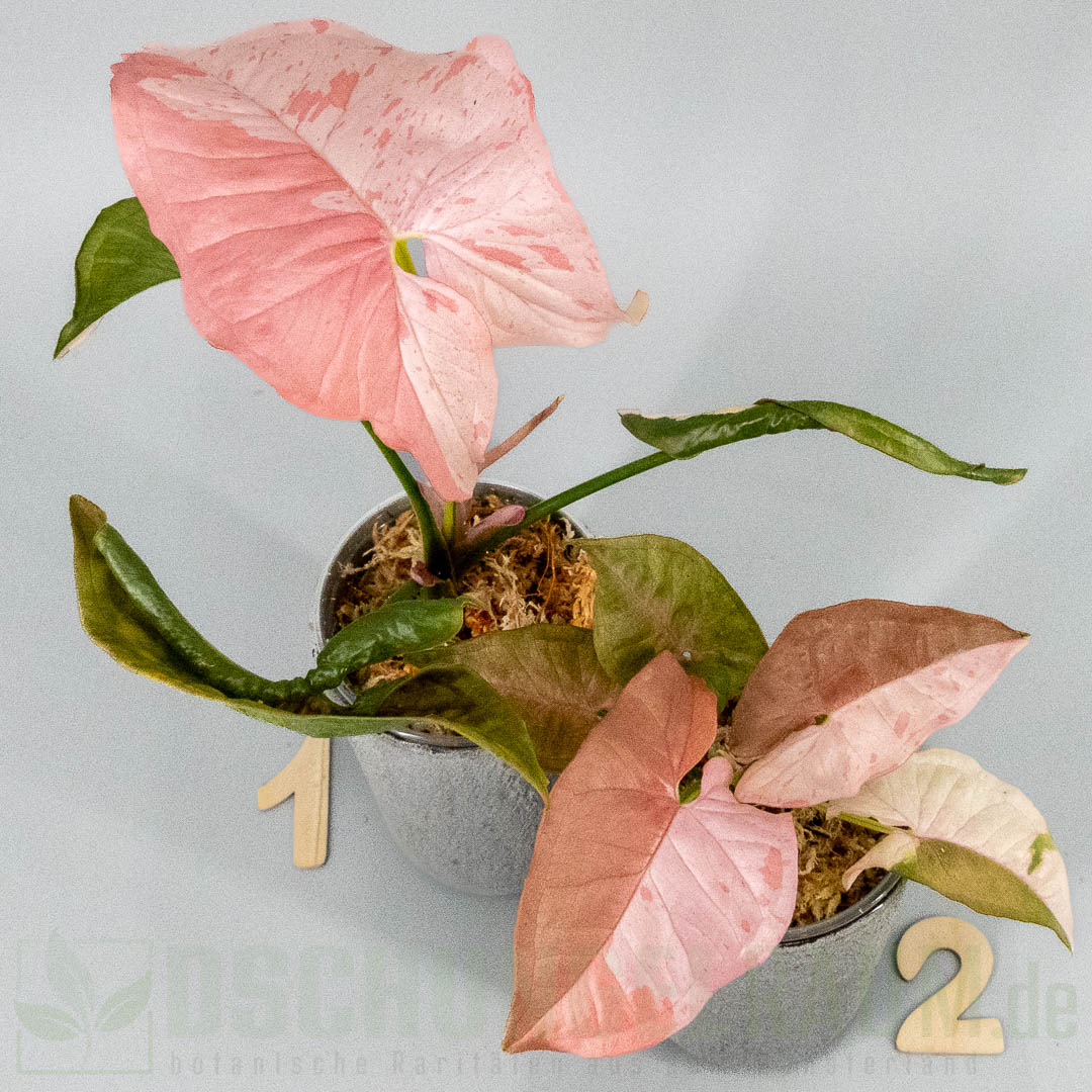 Syngonium pink spot double variegata