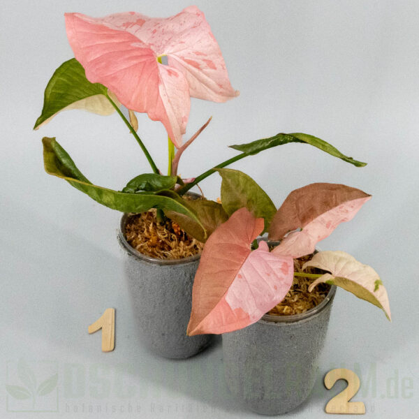 Syngonium pink spot double variegata